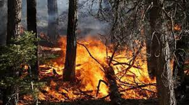 Dichiarazione di grave pericolosità per incendi boschivi