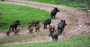 Piano di contenimento del cinghiale